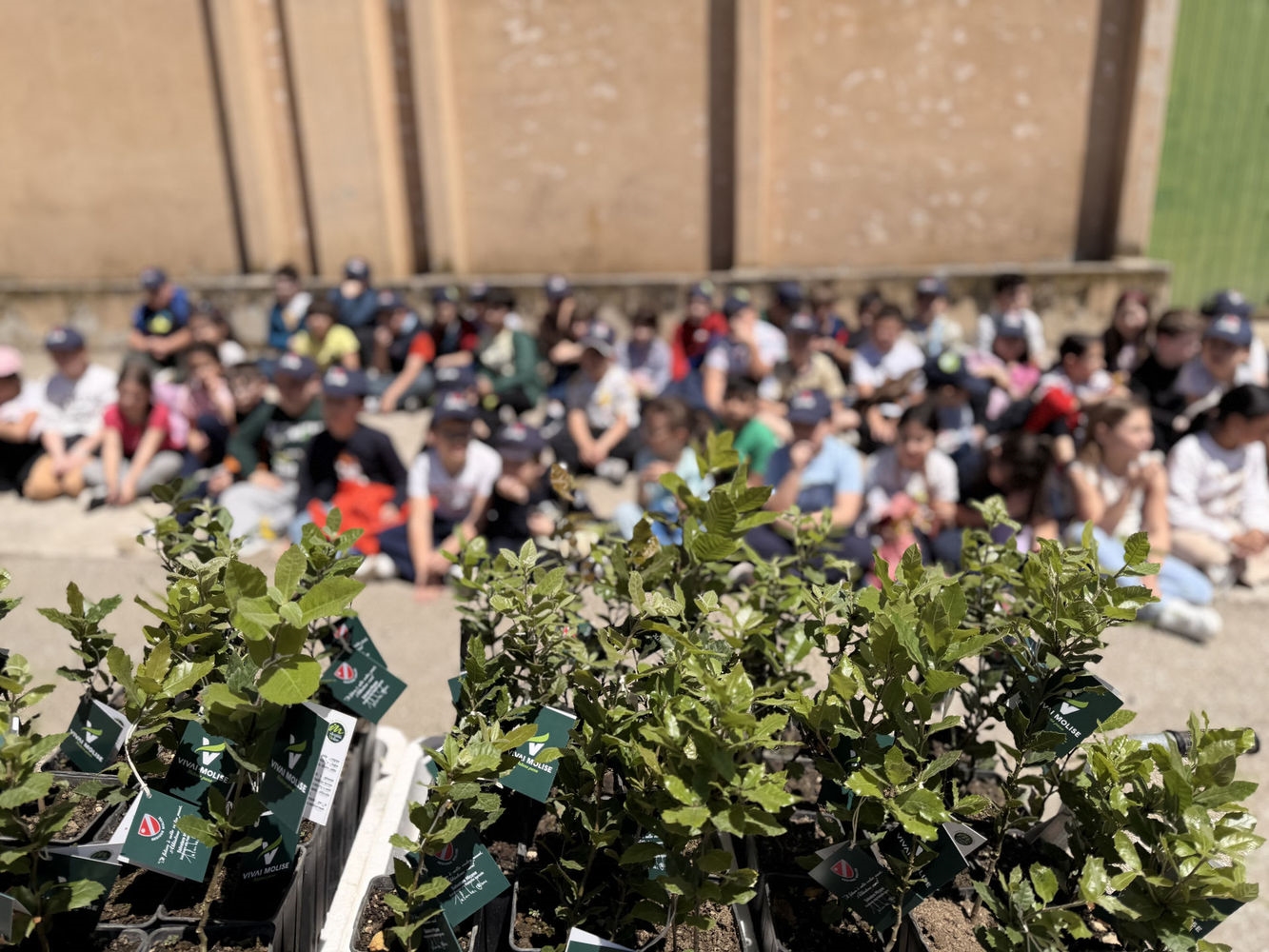 Piccoli vivaisti crescono: l’Outdoor Education unisce scuola, natura e territorio molisano